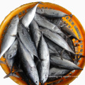 Tiefgefrorene Thunfisch erschwinglich Bonito für den Exportpreis